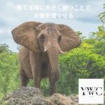 勝てる時に大きく勝つことでお金を増やせる